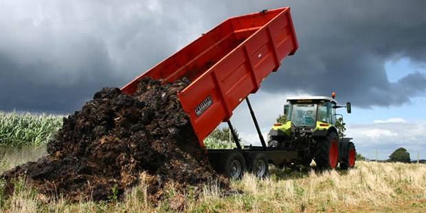 Feeding with chicken manure