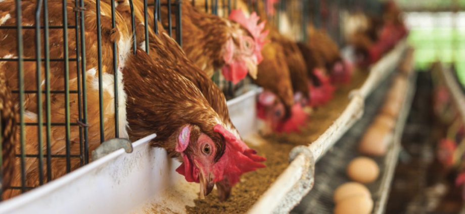 Feeding with chicken manure