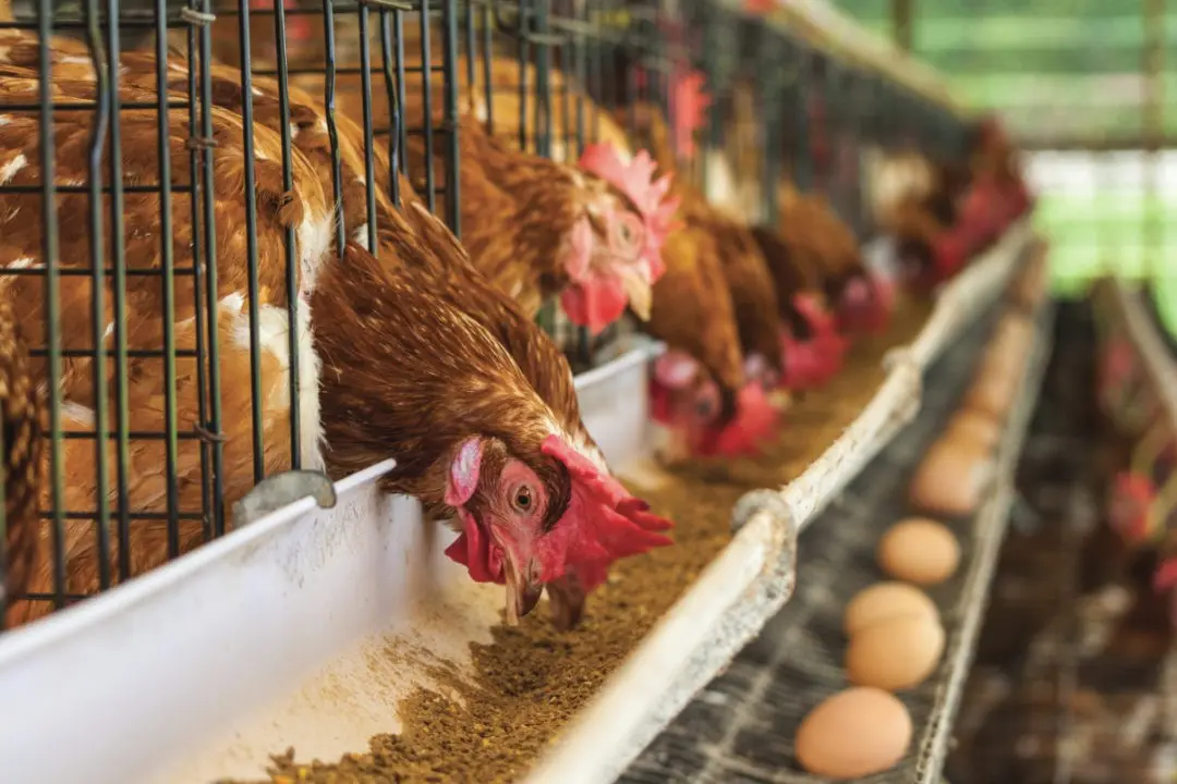 Feeding with chicken manure