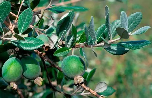 Feijoa jam without cooking