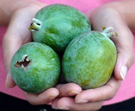 Feijoa marshmallow recipe