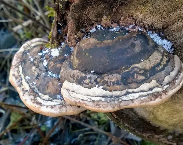 Fellinus burnt (Tinder fungus burnt): photo and description