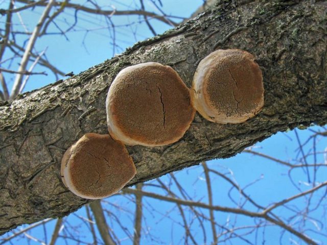 Fellinus burnt (Tinder fungus burnt): photo and description