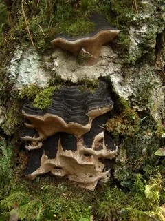 Fellinus burnt (Tinder fungus burnt): photo and description