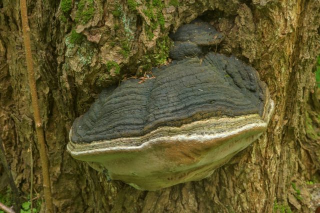 Fellinus burnt (Tinder fungus burnt): photo and description