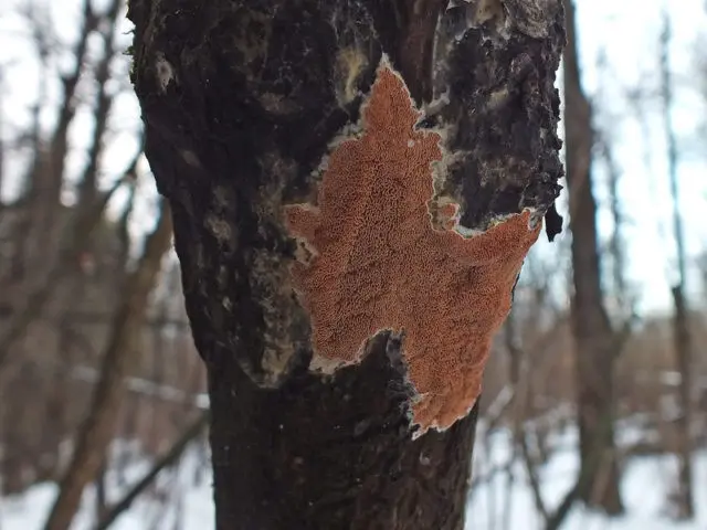 Fellinus rusty-brown: description and photo