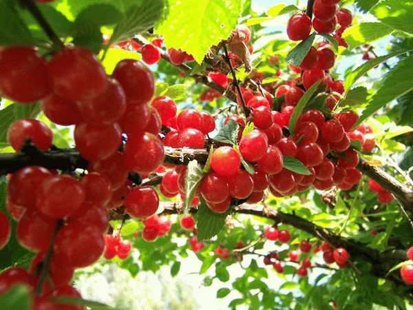 Felt cherry - rules for planting and caring for a tree