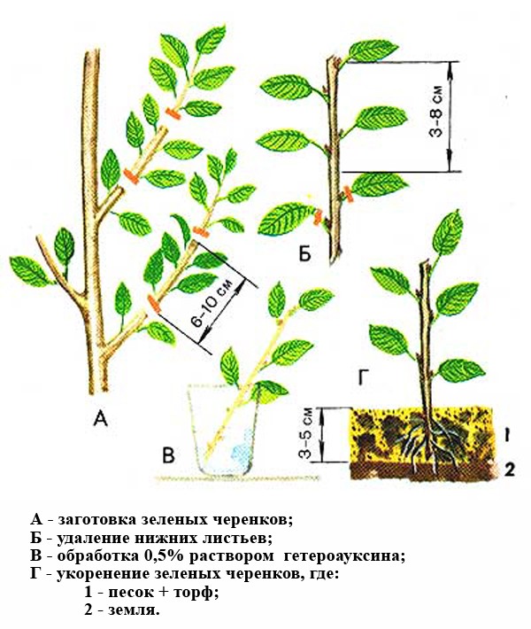 Felt cherry - rules for planting and caring for a tree