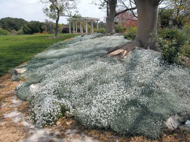 Felt Yaskolka: photo, planting and care