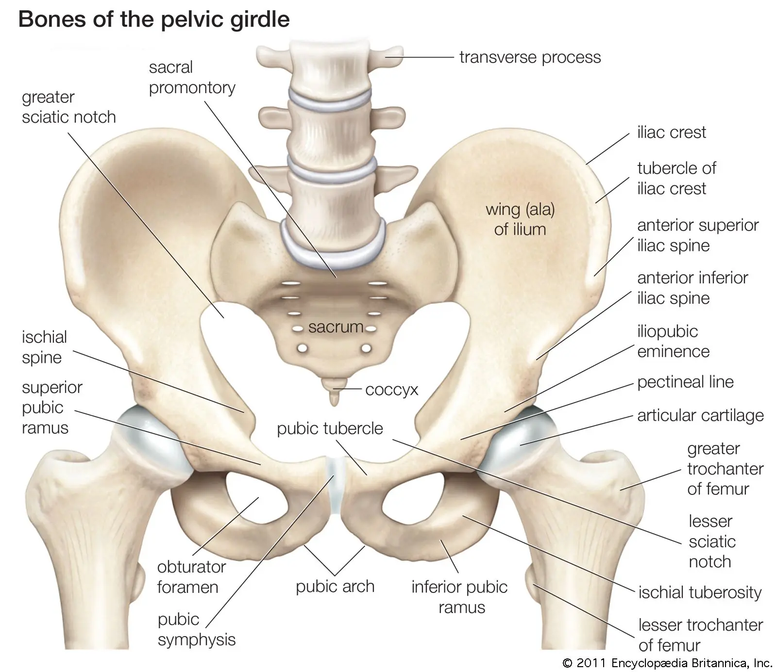 Female and male pelvis &#8211; structure, functions. Anatomy of the pelvic bone