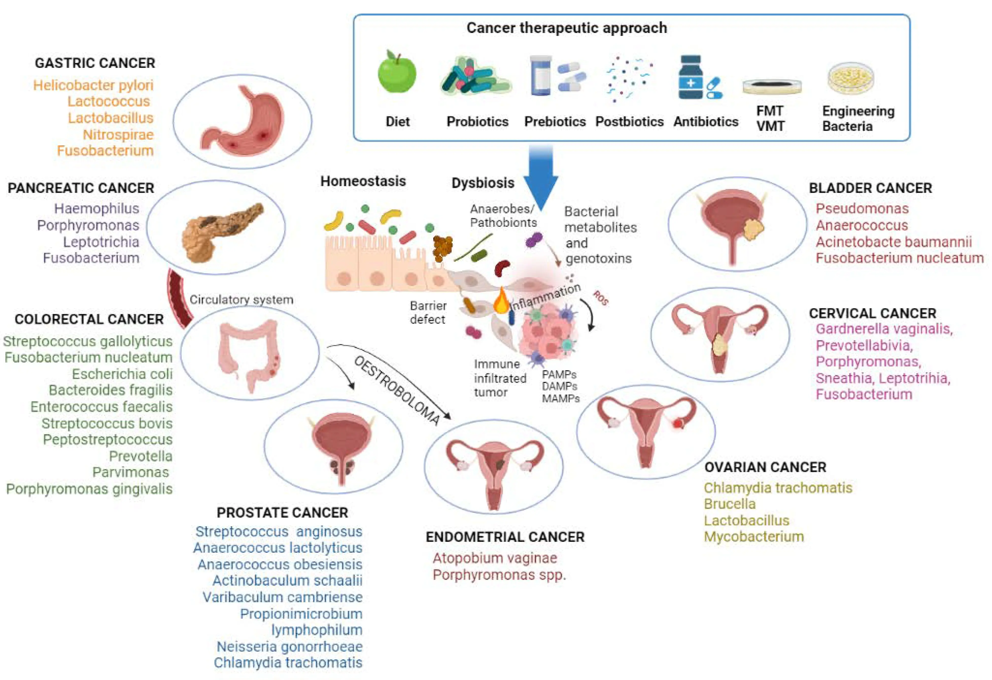 Feminum &#8211; composition, action, indications and contraindications