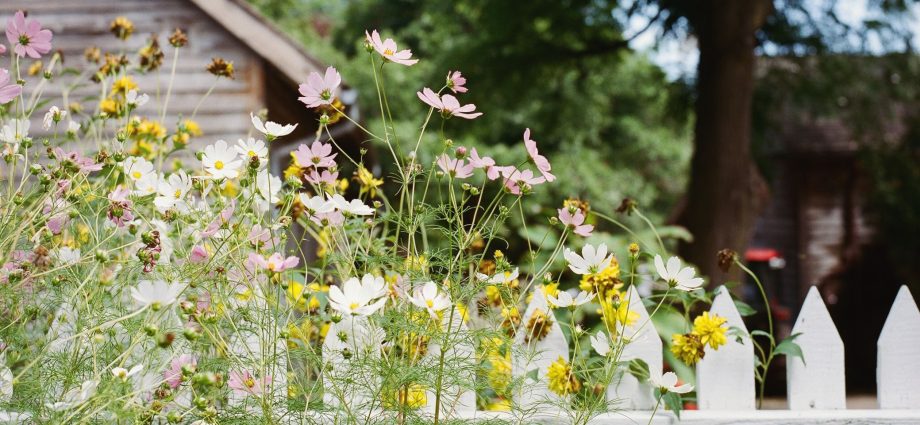 Fence for flower beds: we make from different materials