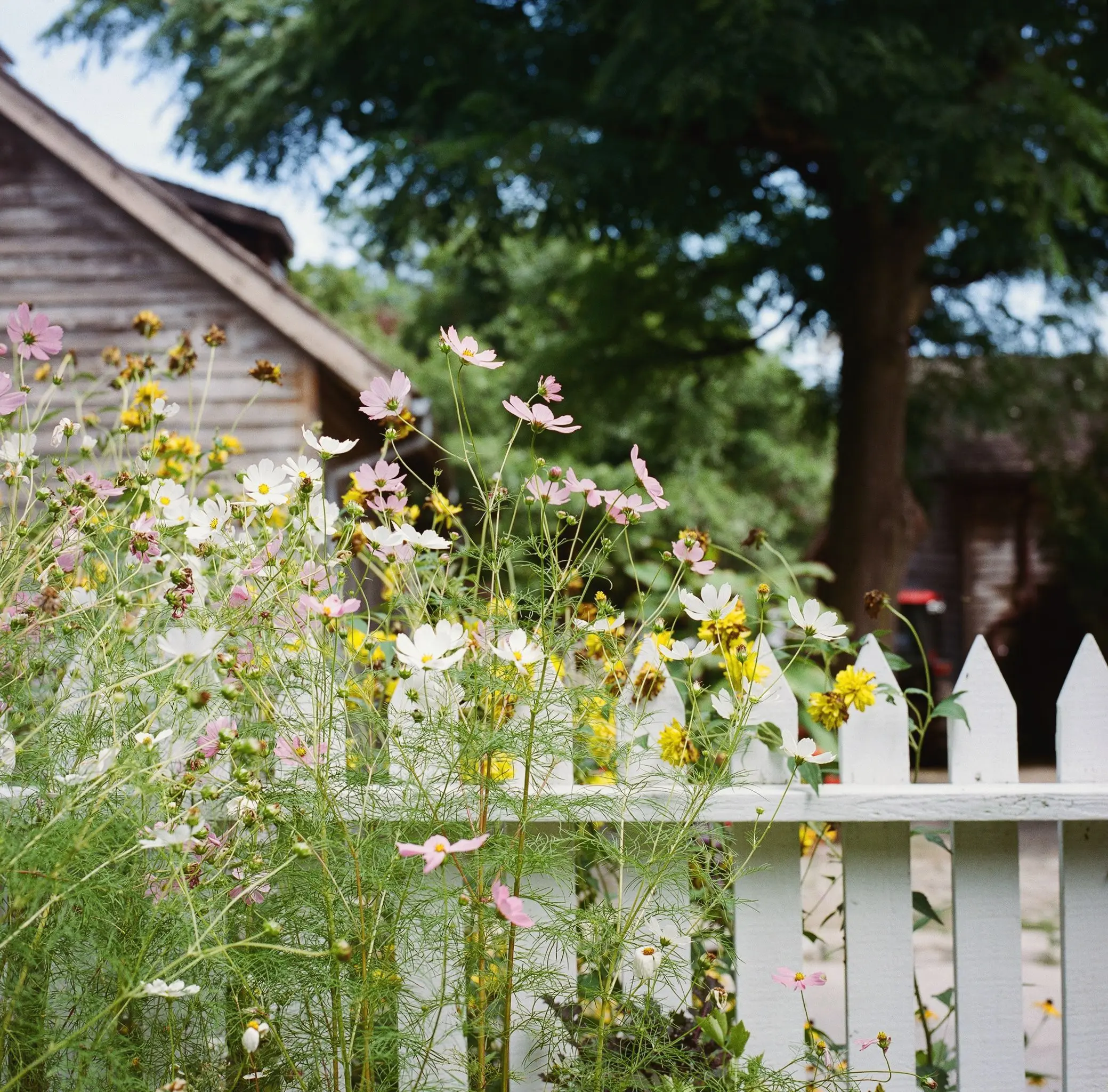 Fence for flower beds: we make from different materials