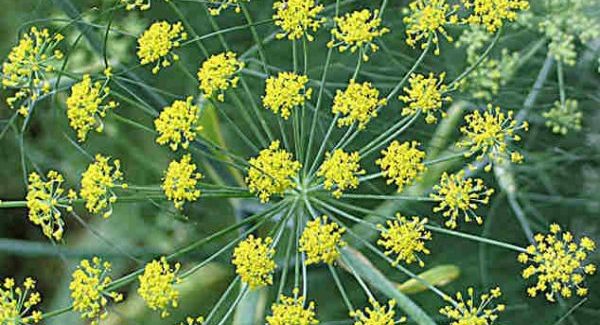 Fennel: planting and care in the open field, application