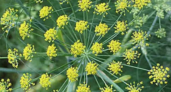 Fennel: planting and care in the open field, application