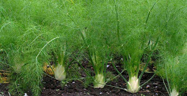 Fennel: planting and care in the open field, application