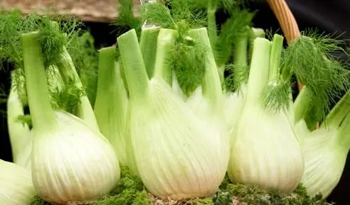 Fennel: planting and care in the open field, application