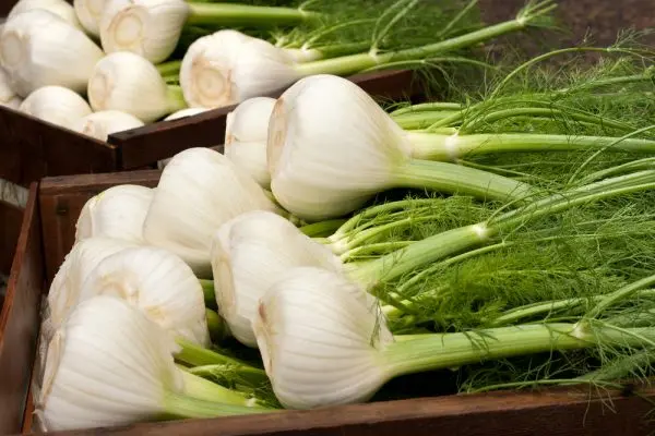 Fennel: planting and care in the open field, application