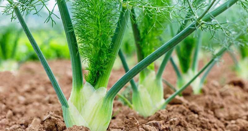 Fennel: planting and care in the open field, application