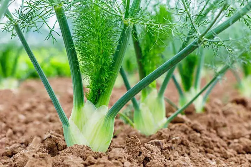 Fennel: planting and care in the open field, application