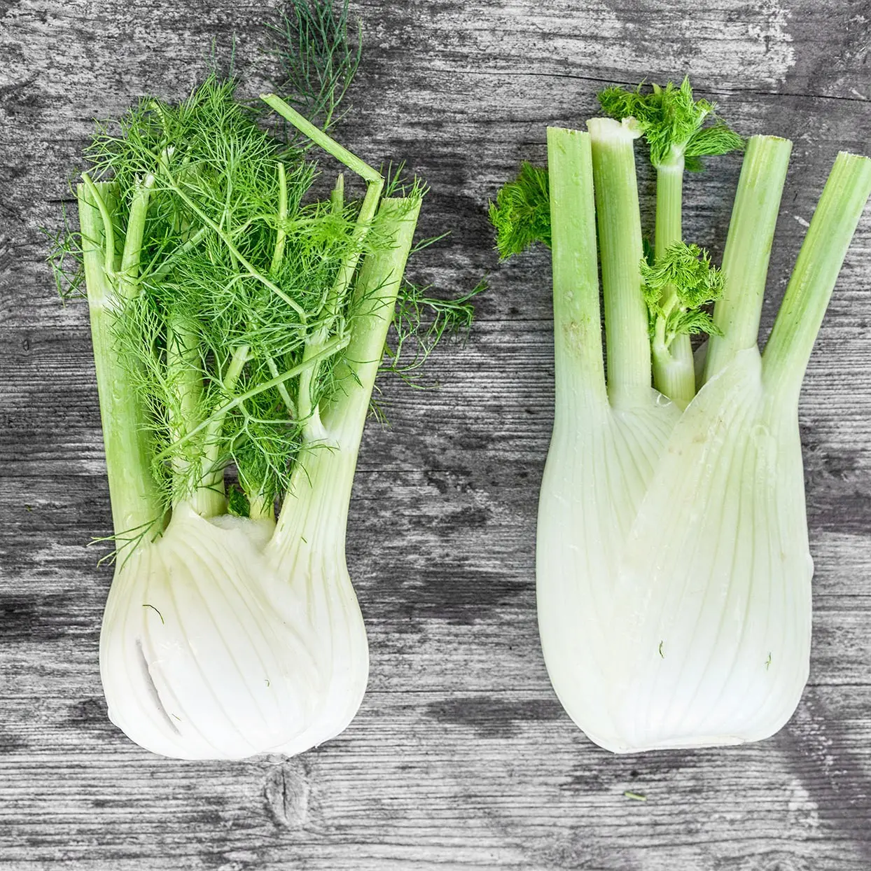 Fennel &#8211; what is worth knowing about it?