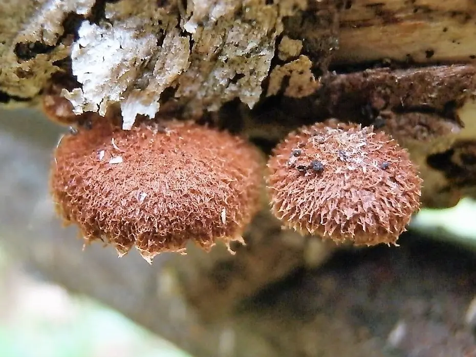 Feomarasmius blackberry (Phaeomarasmius erinaceus) photo and description