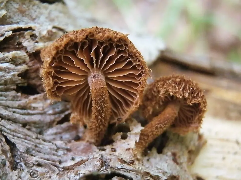 Feomarasmius blackberry (Phaeomarasmius erinaceus) photo and description