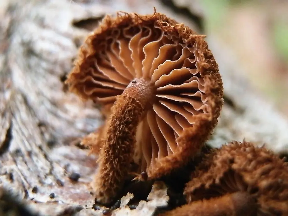 Feomarasmius blackberry (Phaeomarasmius erinaceus) photo and description