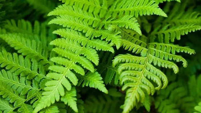 Fern: benefits and harms to human health, composition and calorie content, use in medicine