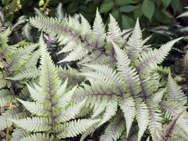 Fern nomadic: female, Nippon, Ursula Red, Red Beauty