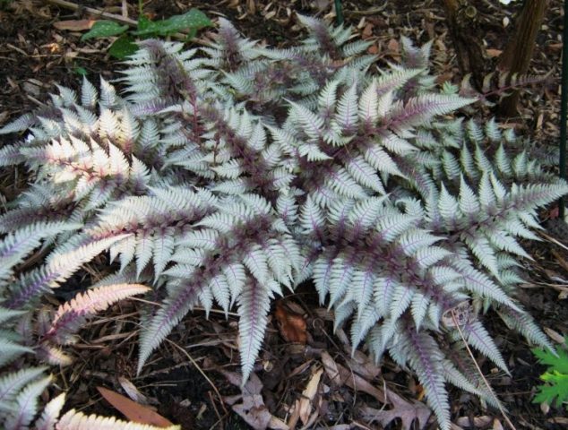 Fern nomadic: female, Nippon, Ursula Red, Red Beauty