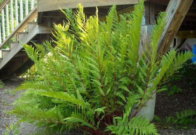 Fern nomadic: female, Nippon, Ursula Red, Red Beauty