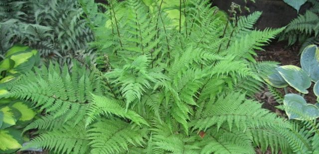 Fern nomadic: female, Nippon, Ursula Red, Red Beauty