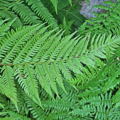 Fern nomadic: female, Nippon, Ursula Red, Red Beauty