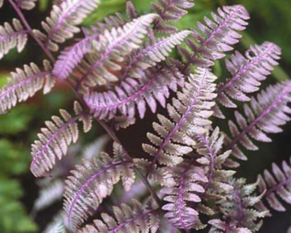 Fern nomadic: female, Nippon, Ursula Red, Red Beauty