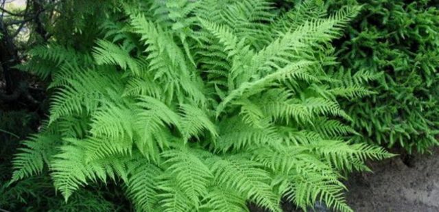 Fern nomadic: female, Nippon, Ursula Red, Red Beauty