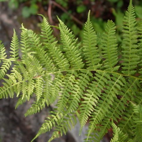 Fern nomadic: female, Nippon, Ursula Red, Red Beauty