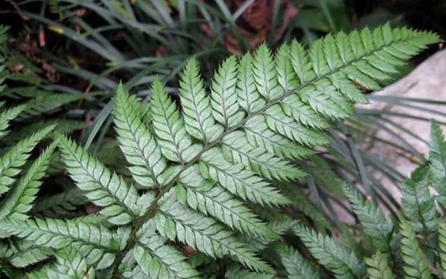 Fern nomadic: female, Nippon, Ursula Red, Red Beauty