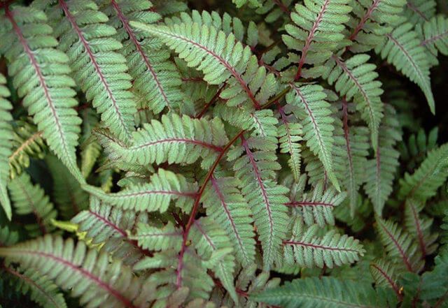 Fern nomadic: female, Nippon, Ursula Red, Red Beauty