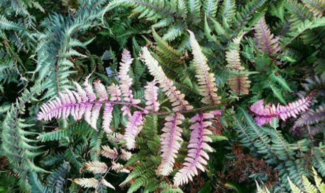 Fern nomadic: female, Nippon, Ursula Red, Red Beauty