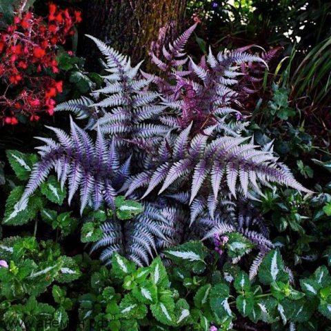 Fern nomadic: female, Nippon, Ursula Red, Red Beauty