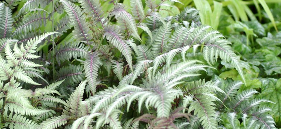 Fern nomadic: female, Nippon, Ursula Red, Red Beauty