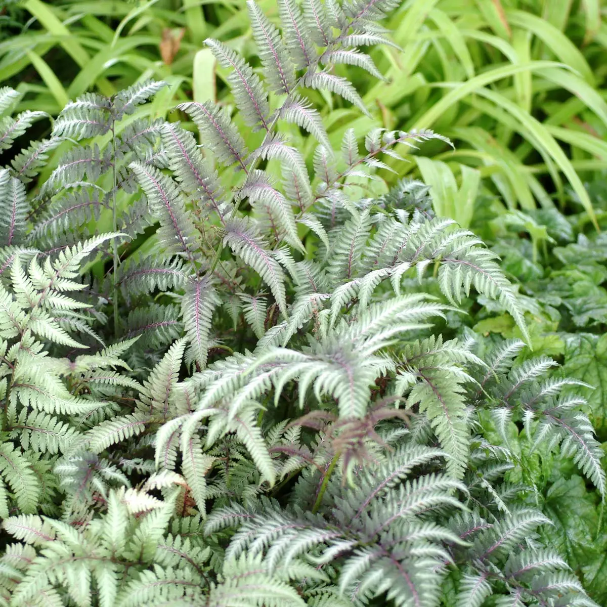 Fern nomadic: female, Nippon, Ursula Red, Red Beauty