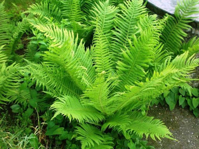 Fern Orlyak ordinary (Far Eastern): photo and description, how to distinguish from other species