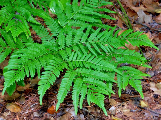 Fern Orlyak ordinary (Far Eastern): photo and description, how to distinguish from other species