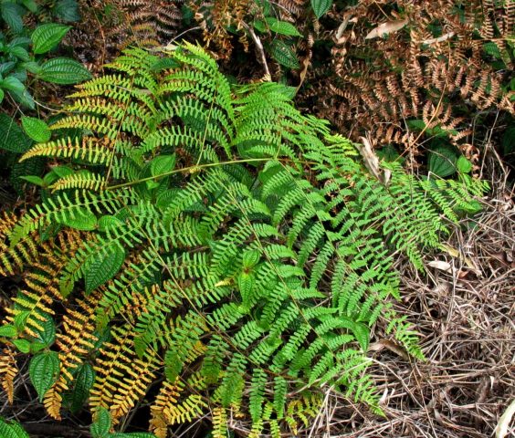 Fern Orlyak ordinary (Far Eastern): photo and description, how to distinguish from other species