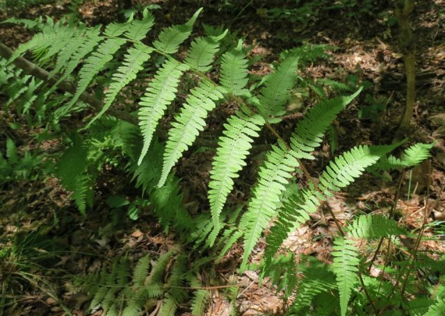 Fern Orlyak ordinary (Far Eastern): photo and description, how to distinguish from other species