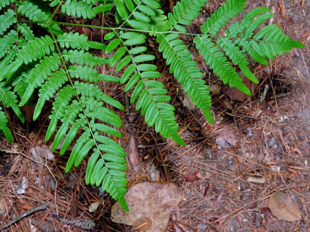 Fern Orlyak ordinary (Far Eastern): photo and description, how to distinguish from other species