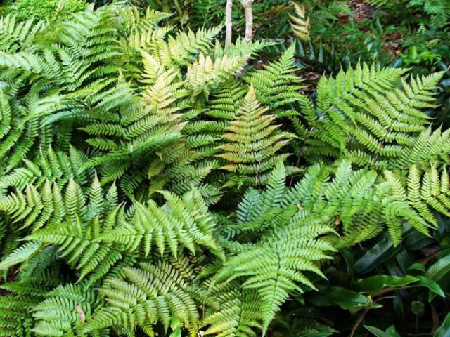 Fern Orlyak ordinary (Far Eastern): photo and description, how to distinguish from other species