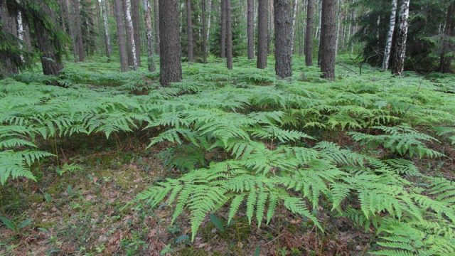 Fern Orlyak ordinary (Far Eastern): photo and description, how to distinguish from other species